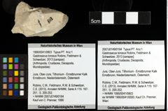 Foto (Objket + Etiketten) von Gastrosacus torosus (Robins, Feldmann & Schweitzer, 2013) 
